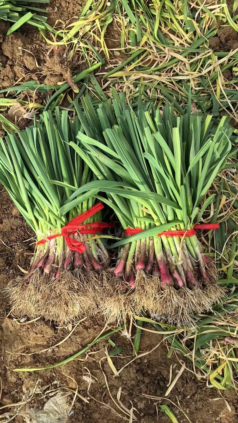 精品红根蒜苗产地直发，货源充足，大量供应电商市场
