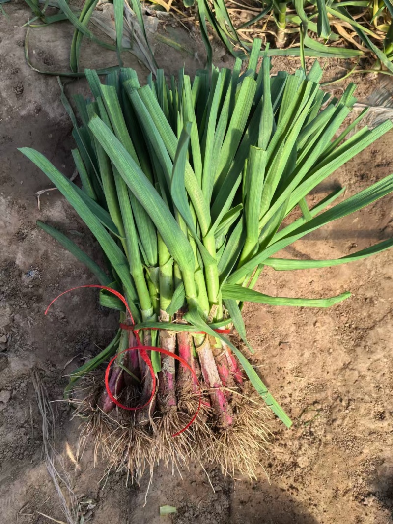 精品红根蒜苗产地直发，货源充足，大量供应电商市场