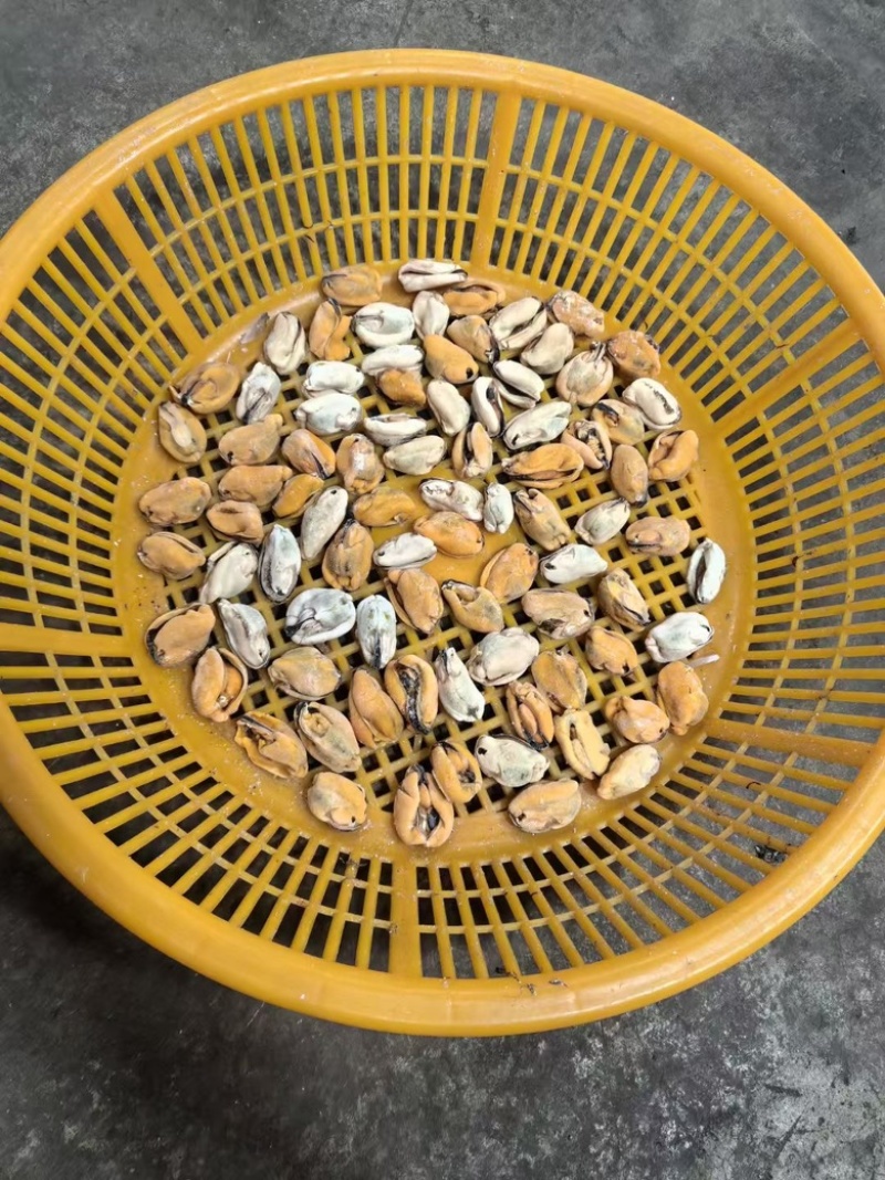 海鲜水产淡菜鲜活现剥冷冻去壳青口贝大海虹肉大贻贝纯肉
