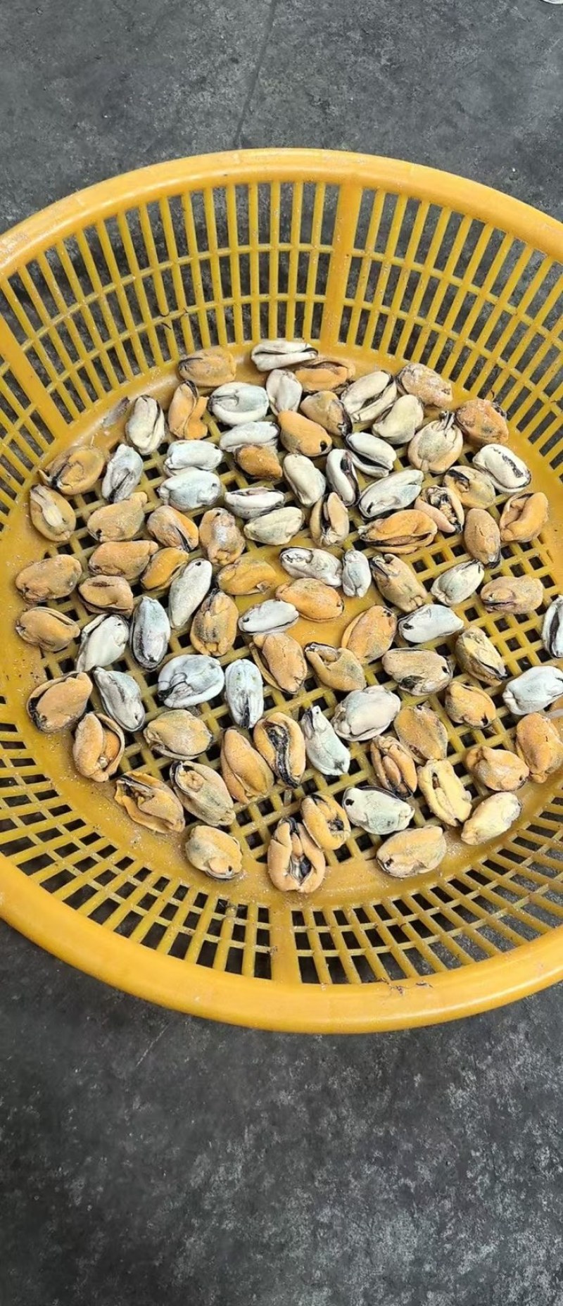 海鲜水产淡菜鲜活现剥冷冻去壳青口贝大海虹肉大贻贝纯肉