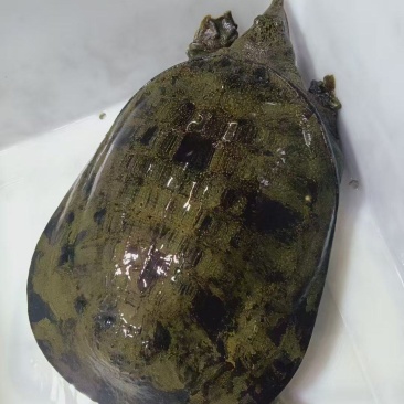 甲鱼保质保量供货视频看货，无污染