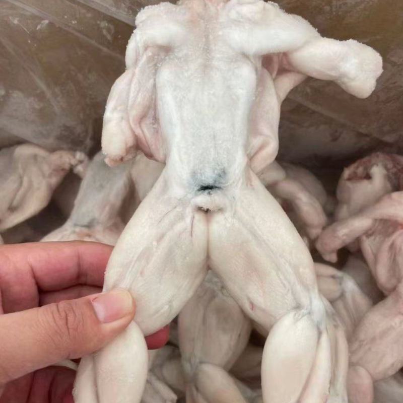牛蛙，牛蛙价格很不错，如果需要，请联系我