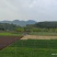 毛杜鹃三十到四十公分