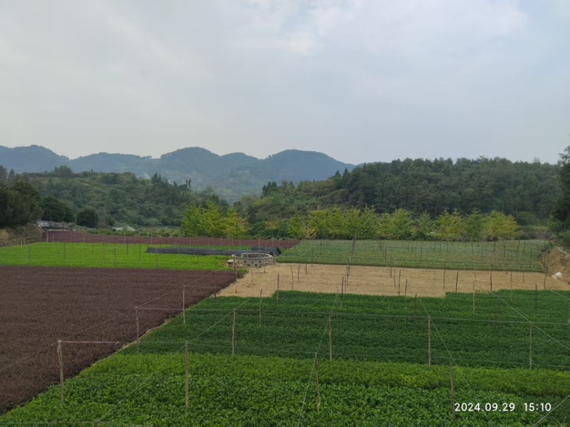 毛杜鹃三十到四十公分