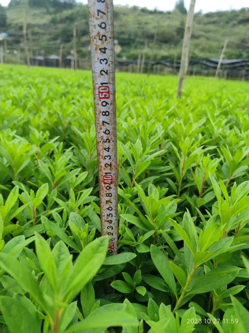 毛杜鹃三十到四十公分
