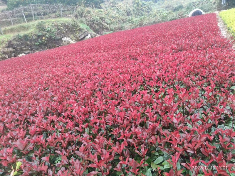 红叶石楠二十到三十公分