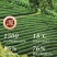 高山铁观音浓香型茶叶兰花香安溪乌龙茶2024新茶正品高档茶礼
