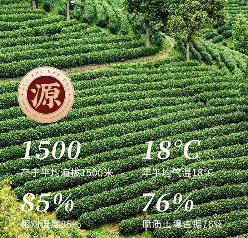 高山铁观音浓香型茶叶兰花香安溪乌龙茶2024新茶正品高档茶礼