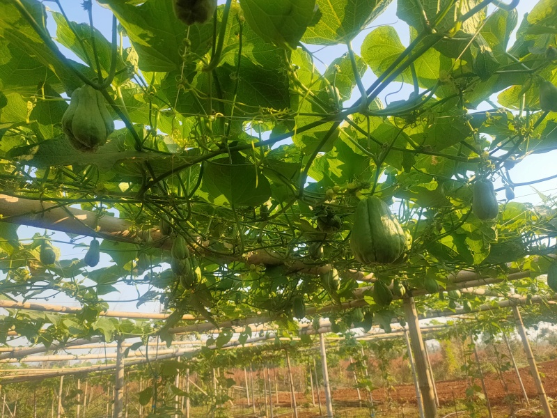 佛手瓜大量供应，广东产地直发，货源充足，保质保量