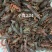 清水小龙虾