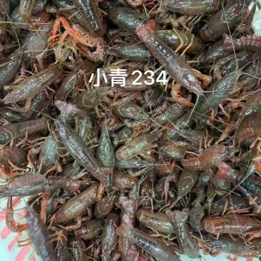 清水小龙虾