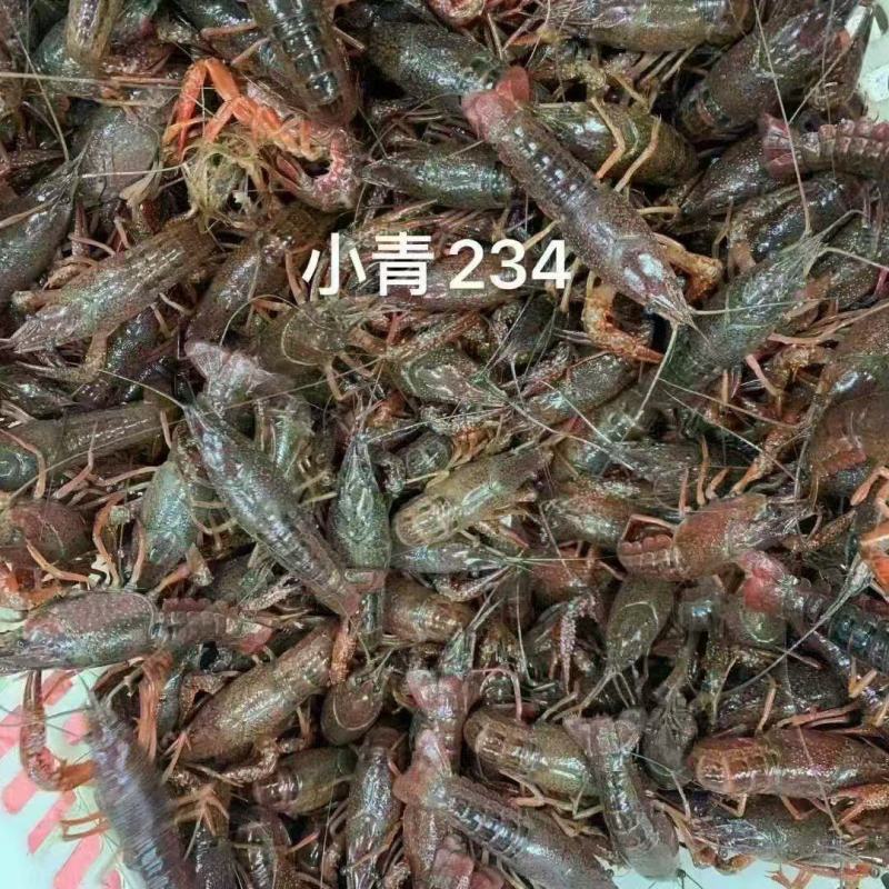 清水小龙虾