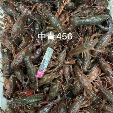 清水小龙虾