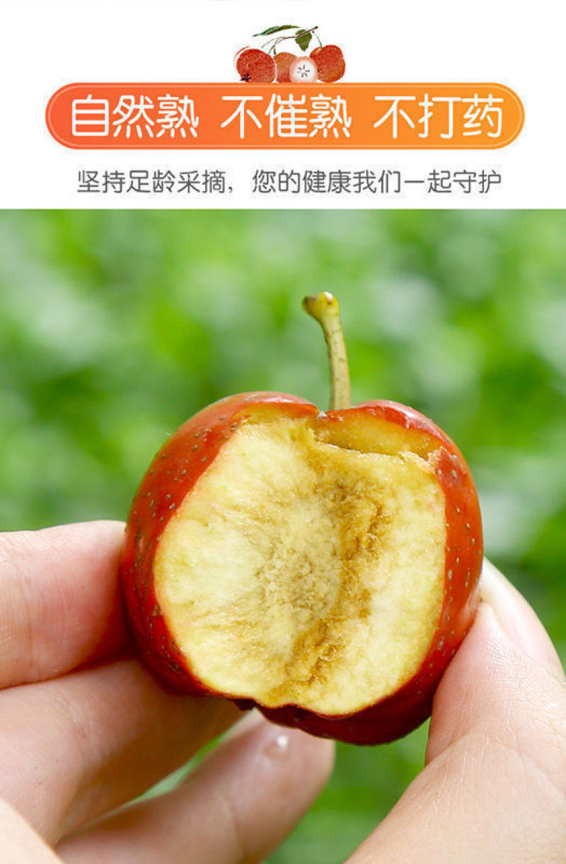糖葫芦糖雪球专用大五棱特级新鲜山楂现摘鲜果冰糖葫芦批发