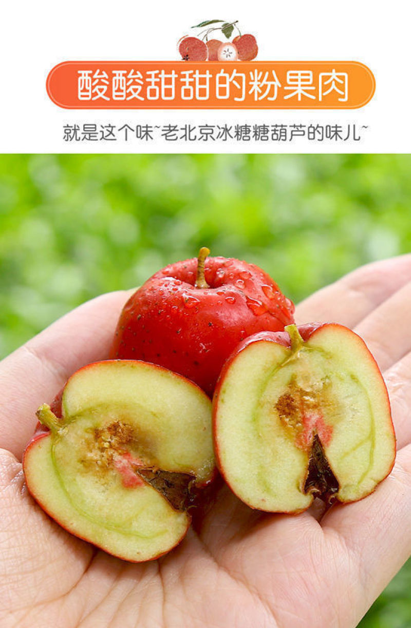 糖葫芦糖雪球专用大五棱特级新鲜山楂现摘鲜果冰糖葫芦批发