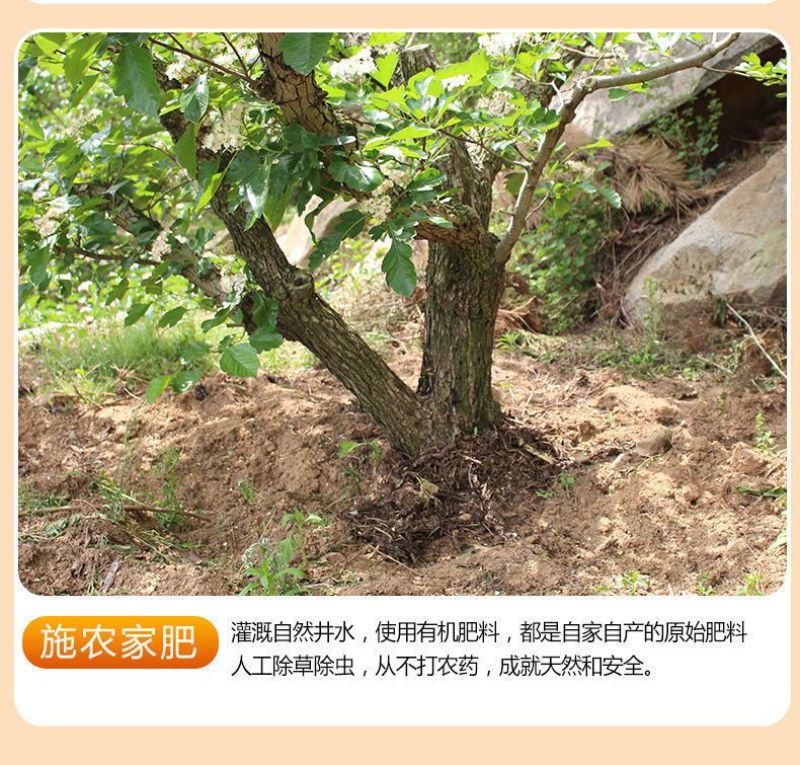 糖葫芦糖雪球专用大五棱特级新鲜山楂现摘鲜果冰糖葫芦批发