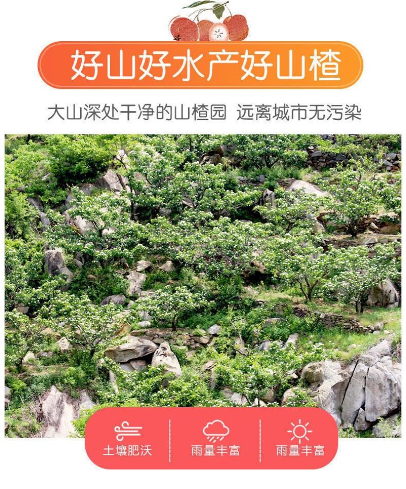 糖葫芦糖雪球专用大五棱特级新鲜山楂现摘鲜果冰糖葫芦批发