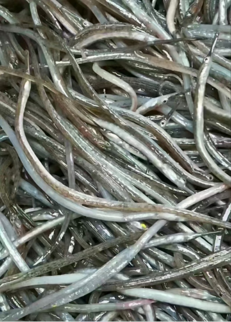 【牛商推荐】江苏连云港精品海龙产地直发货源充足