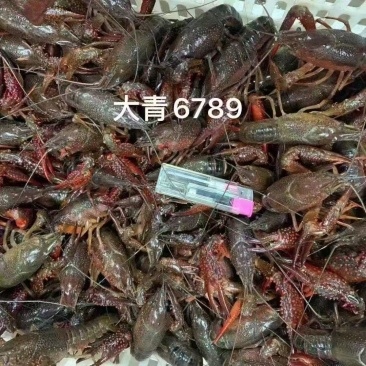清水小龙虾