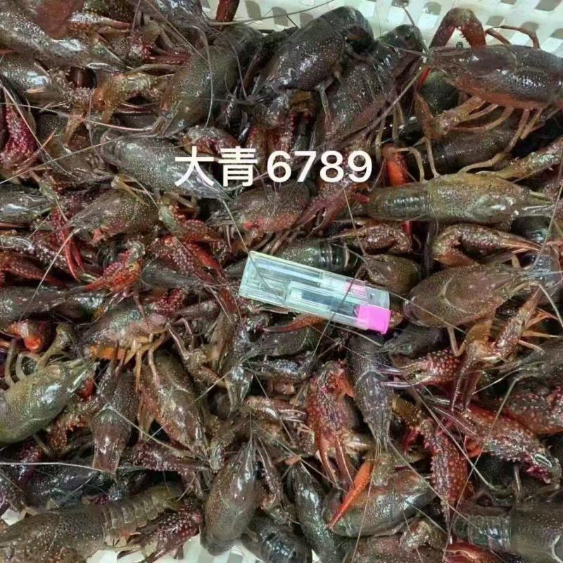 清水小龙虾