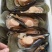 【精选好货】优质贻贝大量有货品质保证量大从优