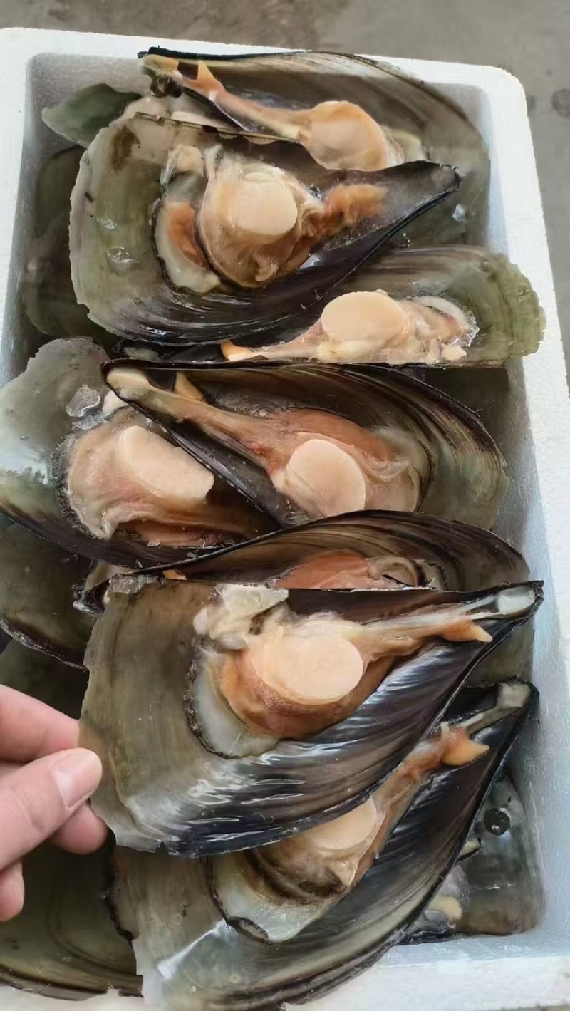 【精选好货】优质贻贝大量有货品质保证量大从优