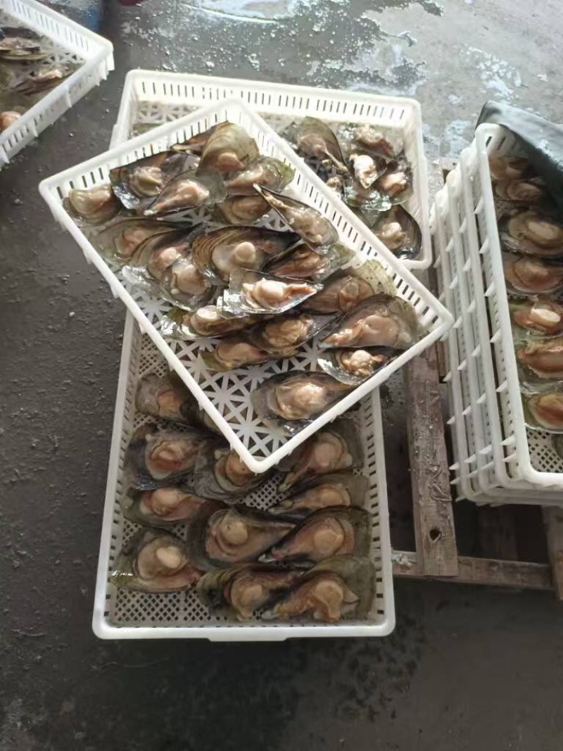 【精选好货】优质贻贝大量有货品质保证量大从优