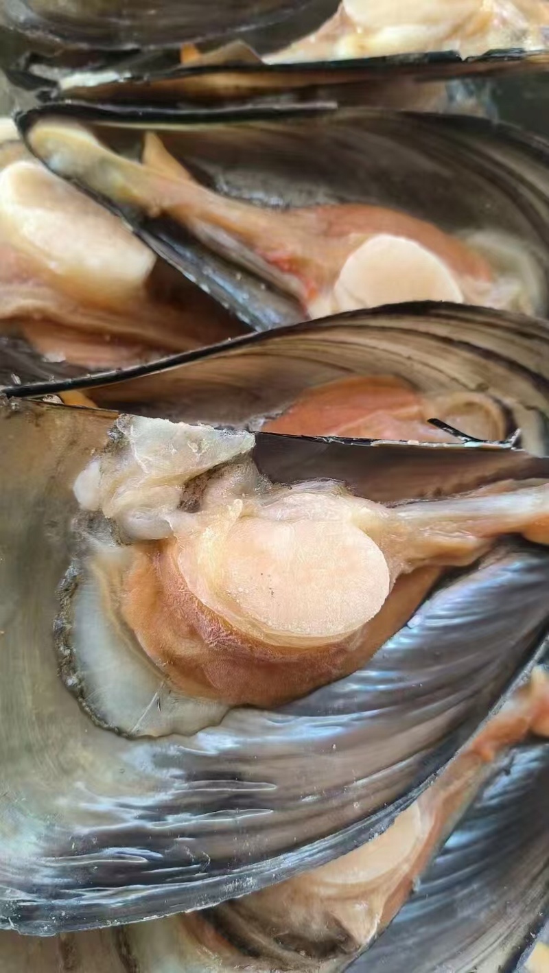 【精选好货】优质贻贝大量有货品质保证量大从优