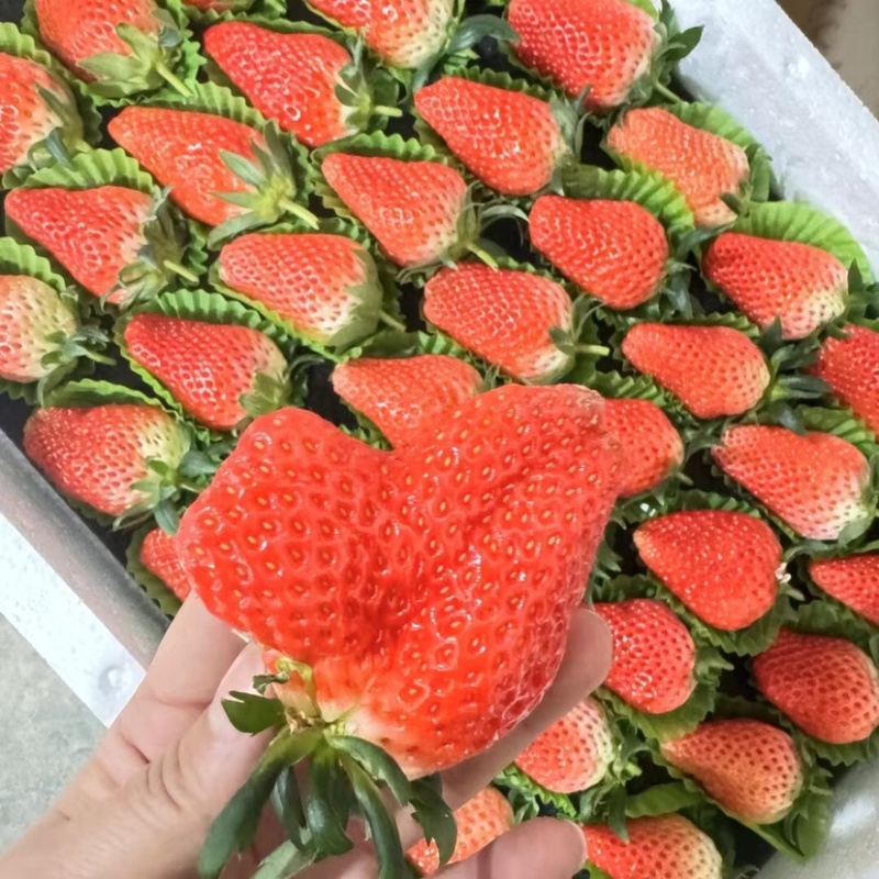 精品草莓基地一手货源质量保证批发电商价格可议