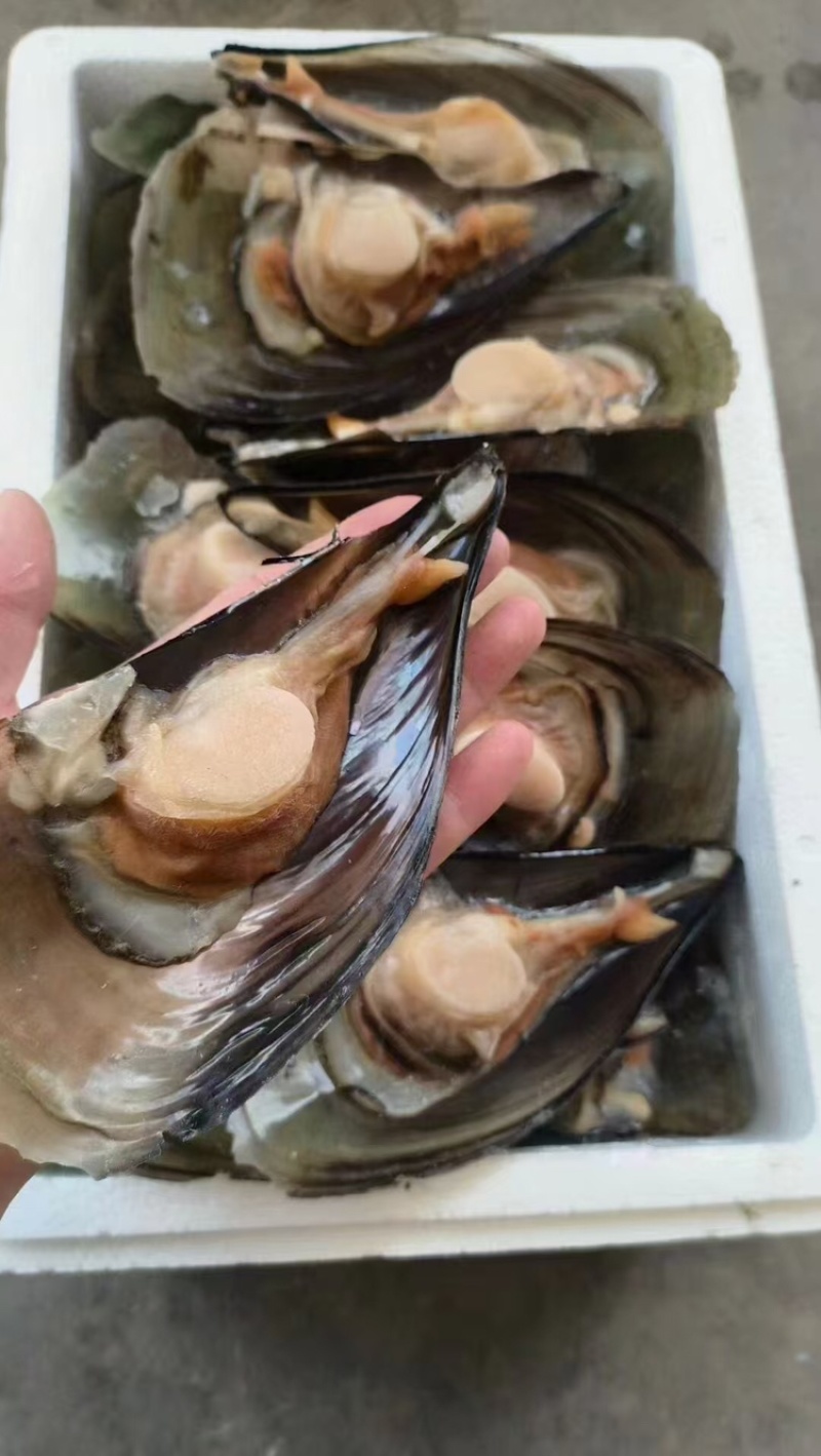 【精选好货】优质贻贝大量有货品质保证量大从优
