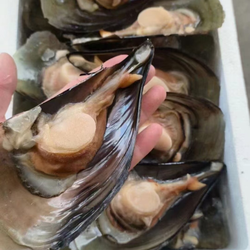 【精选好货】优质贻贝大量有货品质保证量大从优