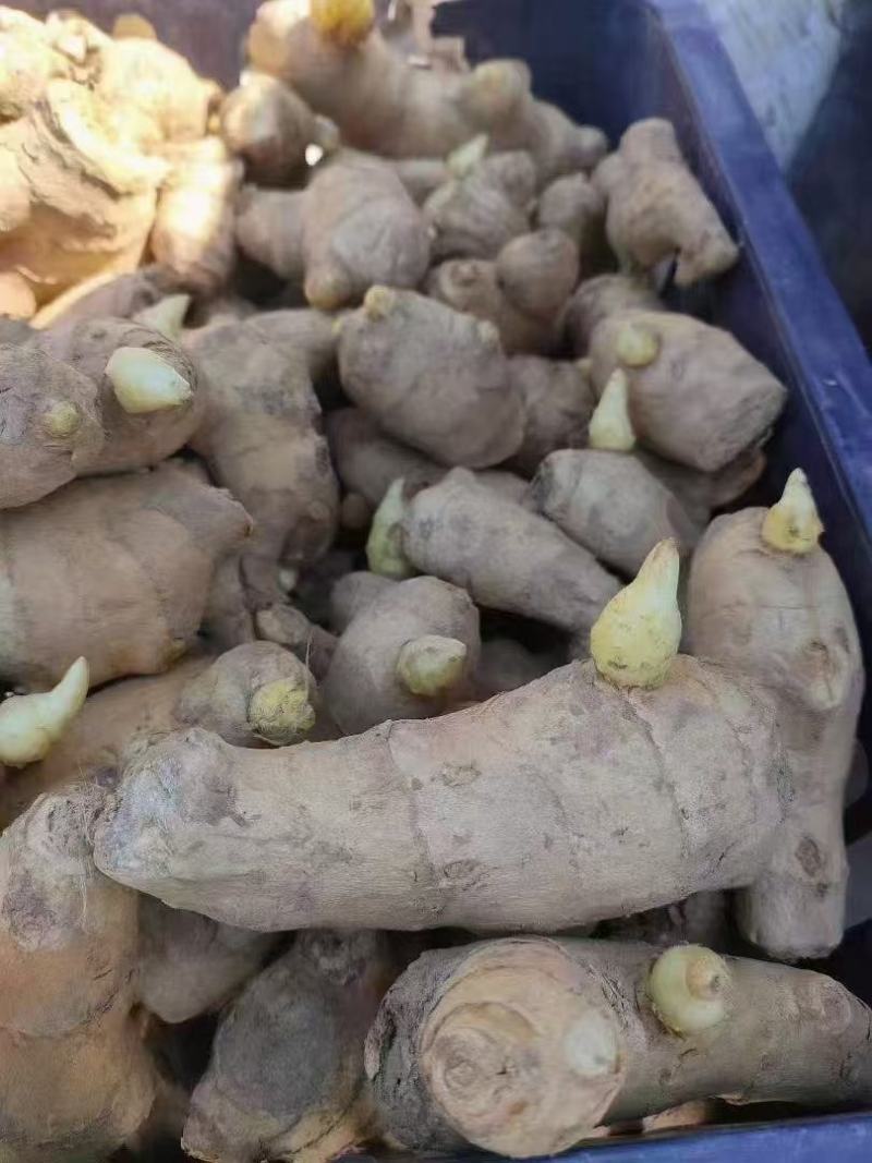 山东精品脱毒姜种成活率高品质保证技术指导/