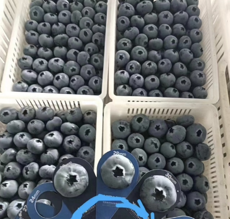 山东精品蓝莓L25L11瑞卡产地直发价格实惠全国发
