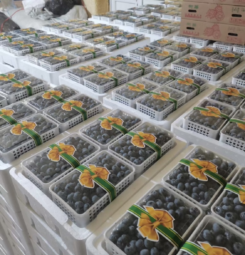 山东精品蓝莓L25L11瑞卡产地直发价格实惠全国发