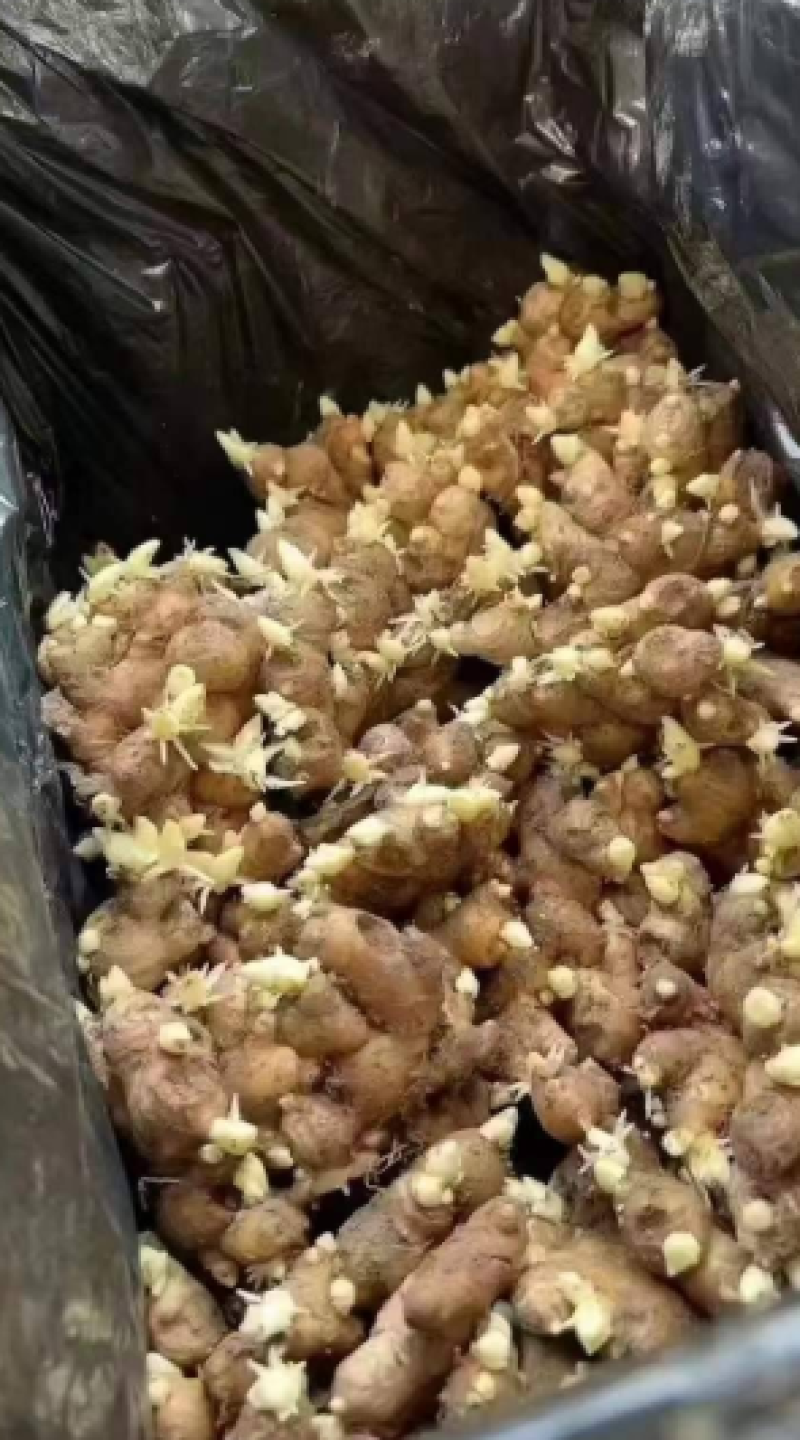 山东精品脱毒姜种成活率高品质保证技术指导/