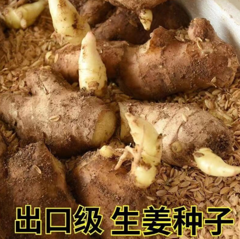 山东精品脱毒姜种成活率高品质保证技术指导/