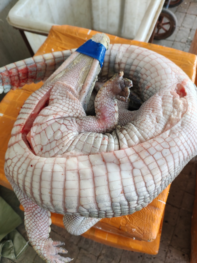 现活体鳄鱼