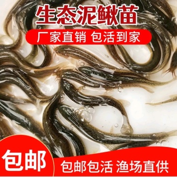 真泥鳅水花苗寸苗公分苗路亚饵批发零售常年供货