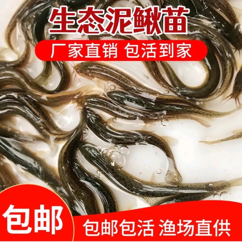真泥鳅水花苗寸苗公分苗路亚饵批发零售常年供货
