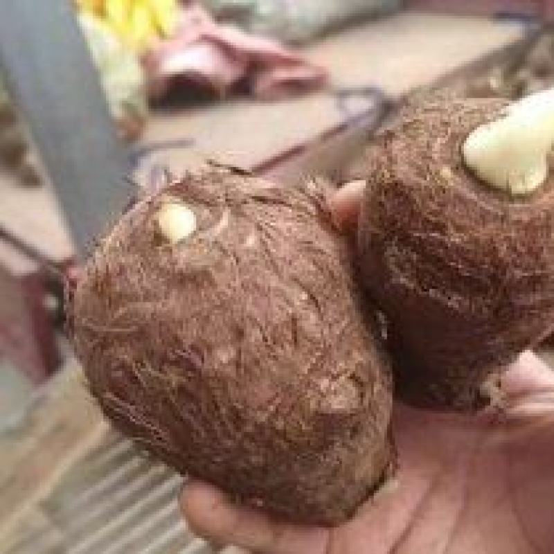 芋头种8520脱毒高产提供种植技术保证质量全国发货