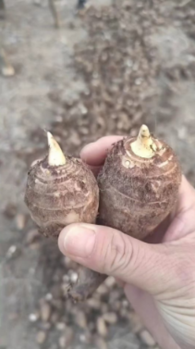 芋头种8520脱毒高产提供种植技术保证质量全国发货