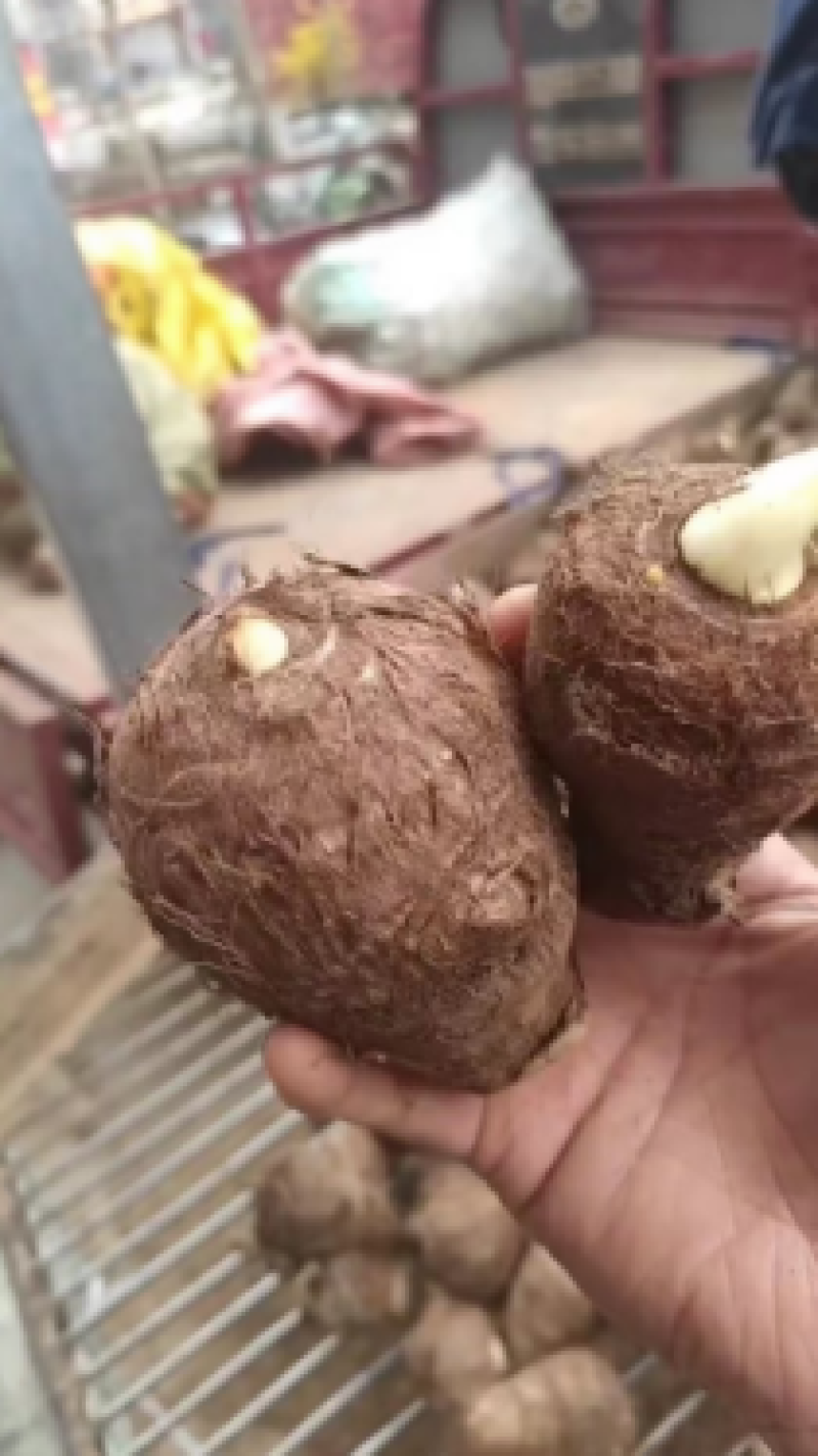 芋头种8520脱毒高产提供种植技术保证质量全国发货