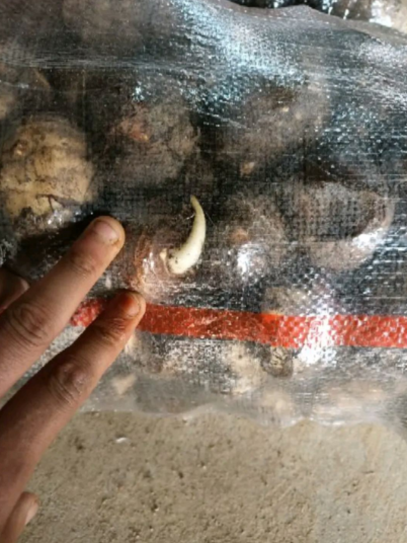 芋头种8520脱毒高产提供种植技术保证质量全国发货