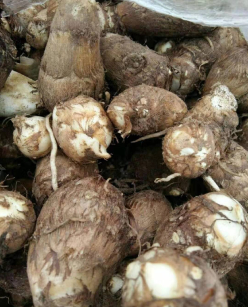 芋头种8520脱毒高产提供种植技术保证质量全国发货