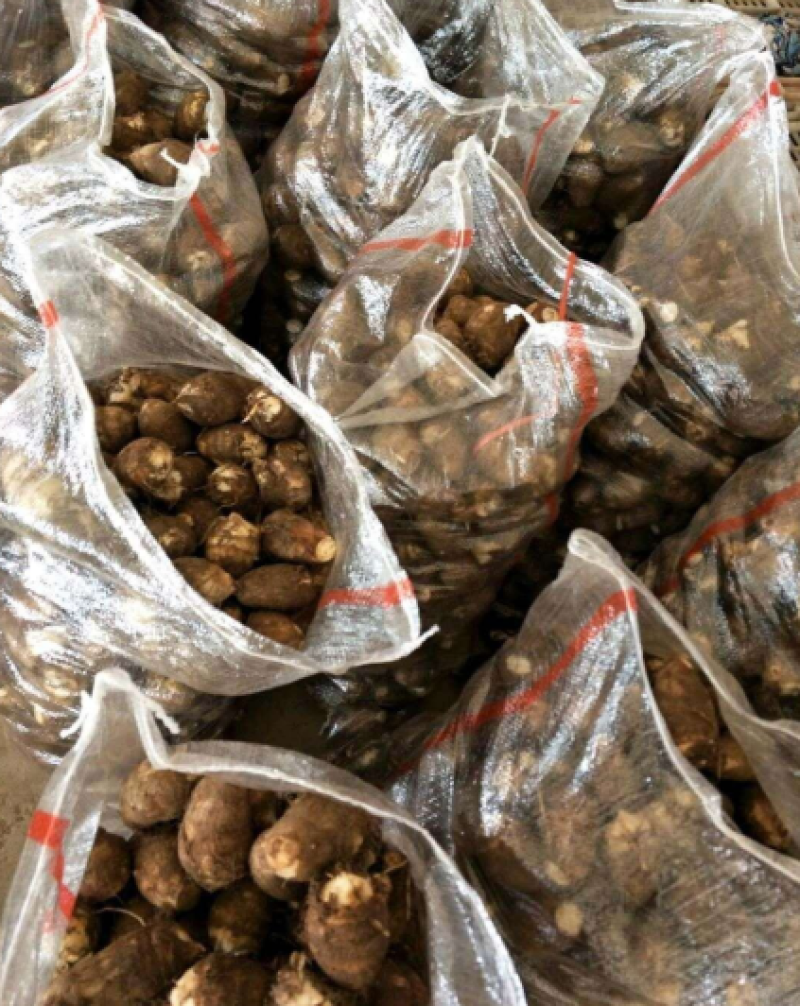 芋头种8520脱毒高产提供种植技术保证质量全国发货