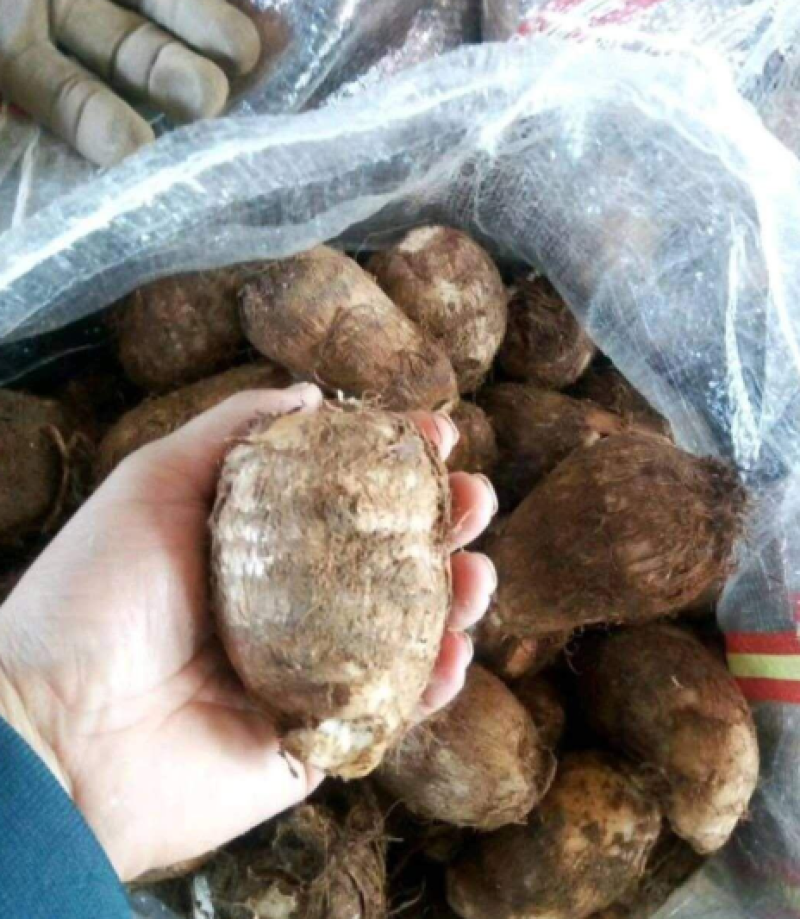 芋头种8520脱毒高产提供种植技术保证质量全国发货