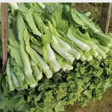 推荐【湖北】精品白菜苔，产地直发，保质保量