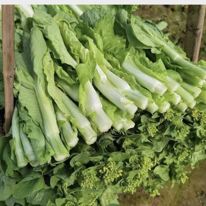 推荐【湖北】精品白菜苔，产地直发，保质保量