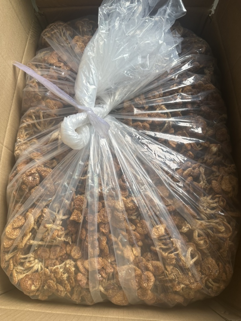 2025年古田食用菌之都新货滑子菇干品批发零售