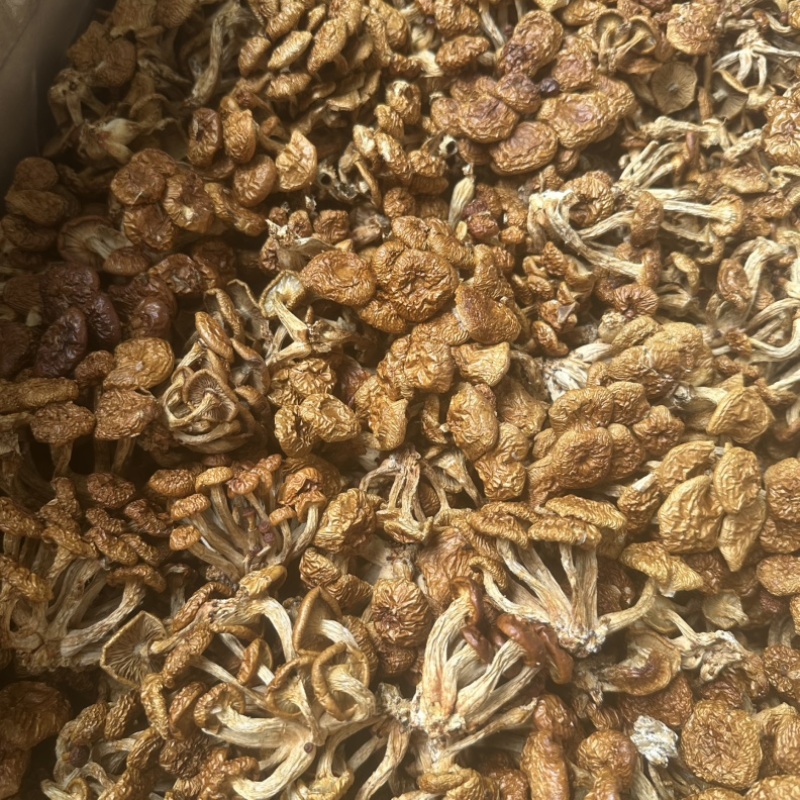 2025年古田食用菌之都新货滑子菇干品批发零售